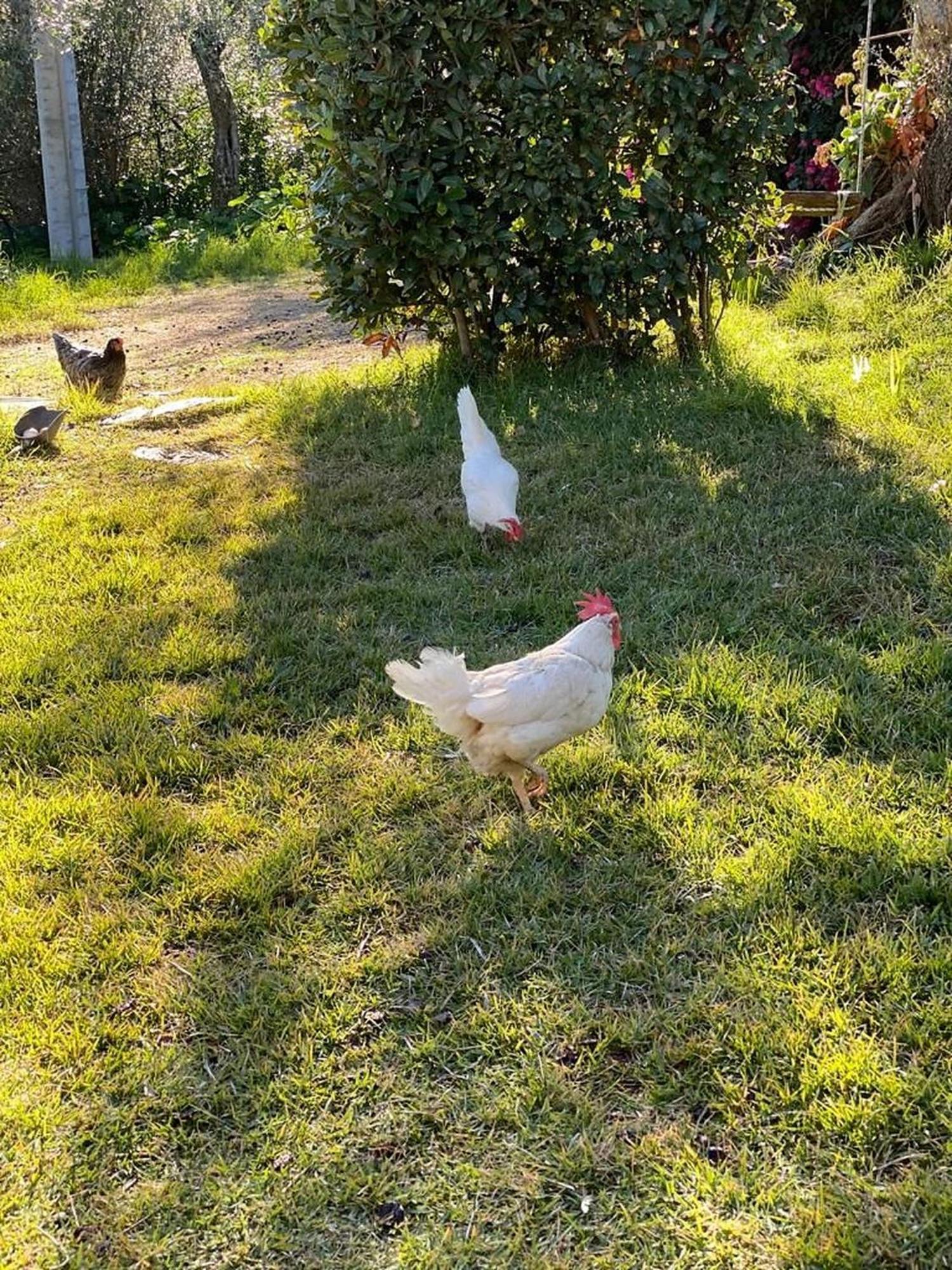 Villa Peditoltu オルビア エクステリア 写真